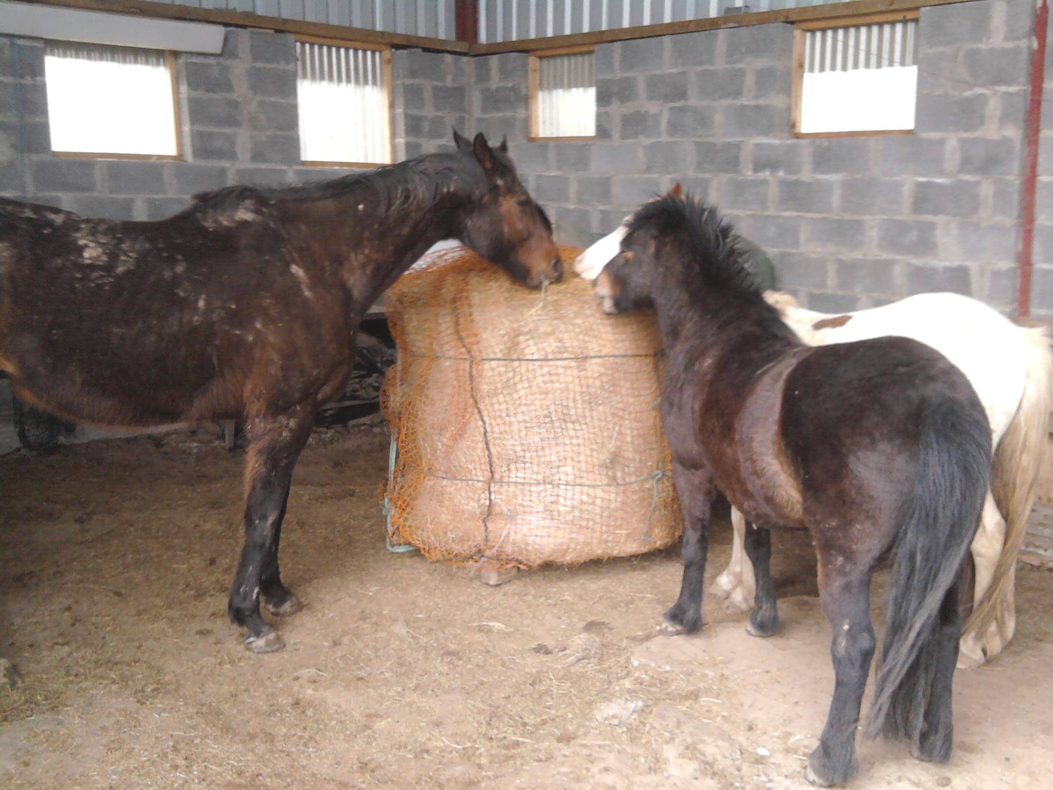 Horses grazing from Slow Feed Net